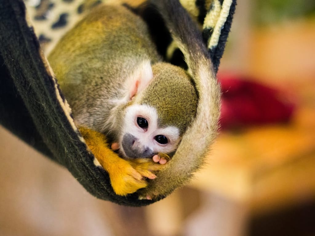 リスザル赤ちゃん