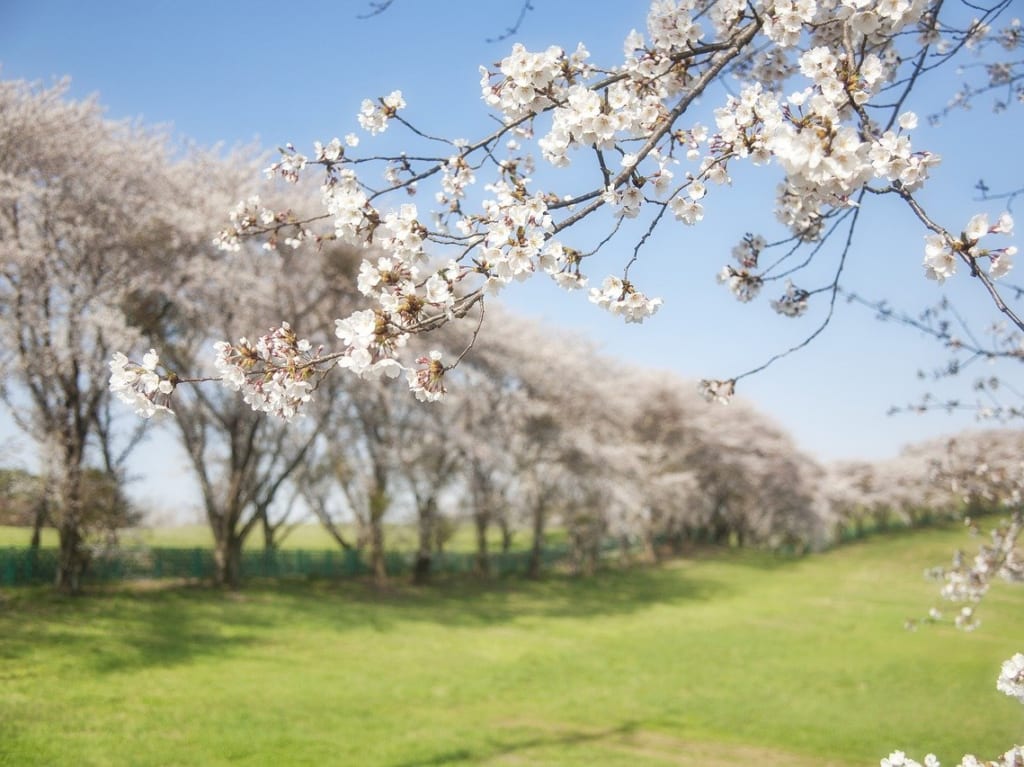 桜と公園