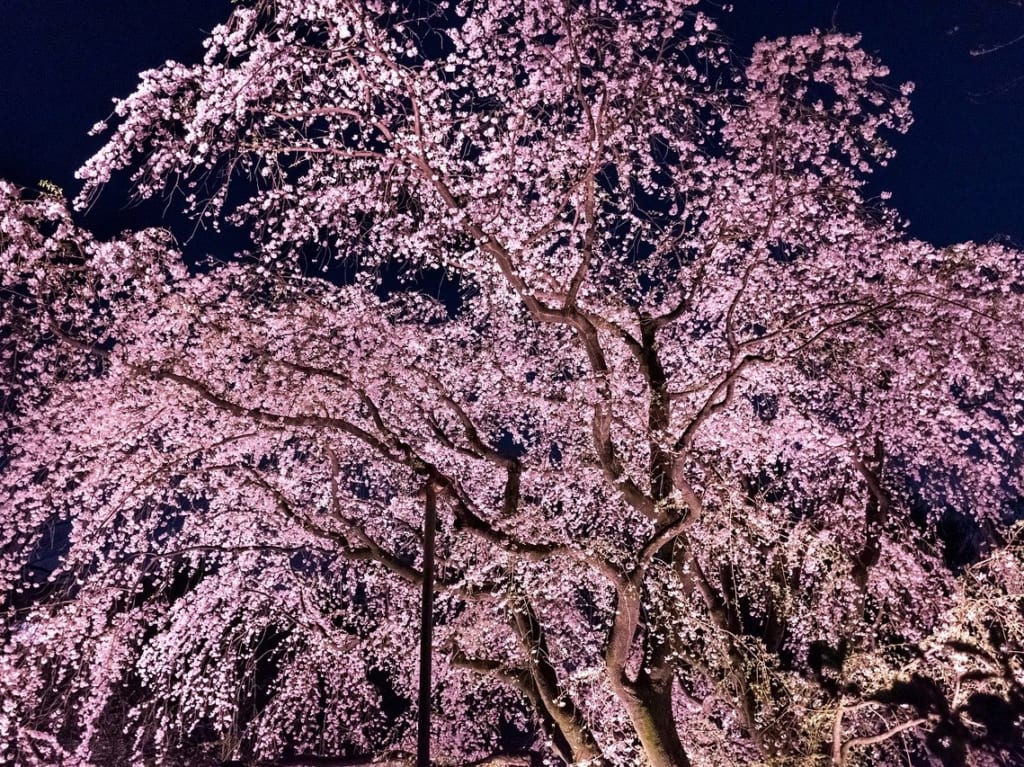 夜桜1