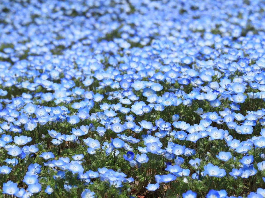 ネモフィラ
