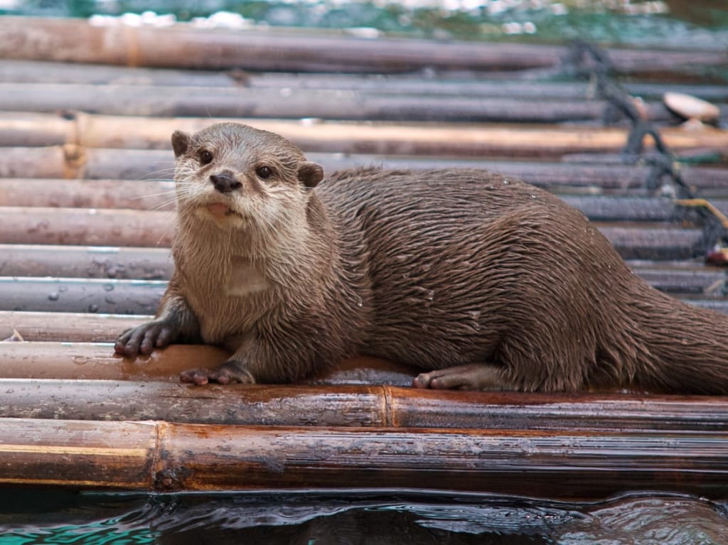 カワウソ